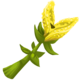 Yellow Crumb Flower