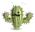 Cactus.jpg