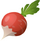 Radish296.png